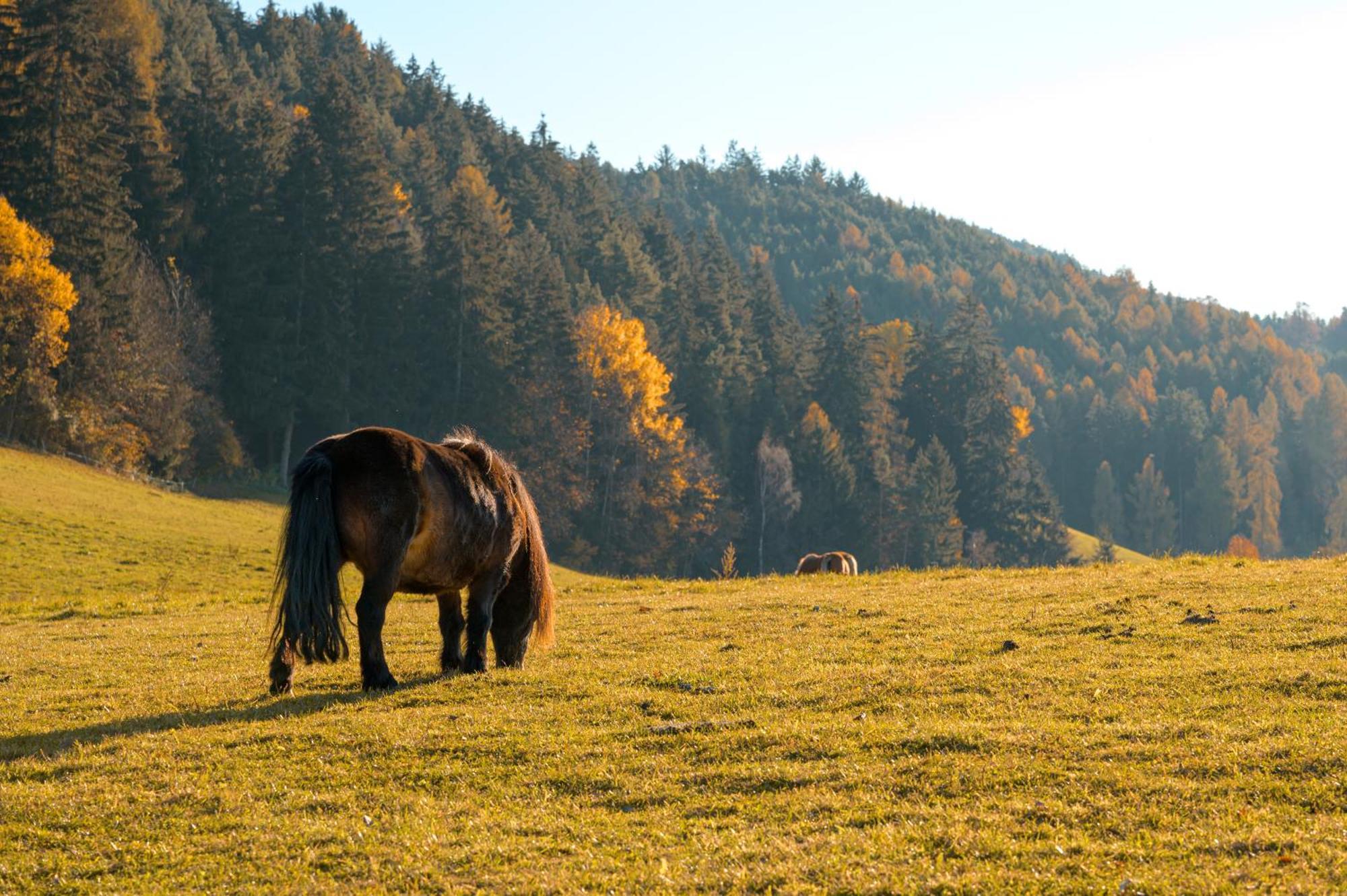 Widmannhof - Urlaub Auf Dem Biobauernhof Villa เบรสซาโนเน ภายนอก รูปภาพ